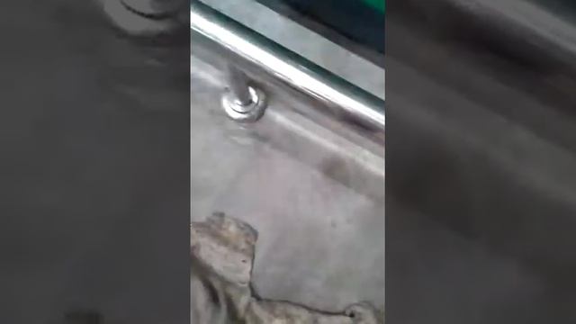 Работа уборщицы(фери)