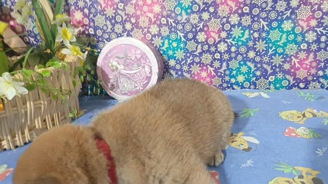 Красный ошейник 24.08