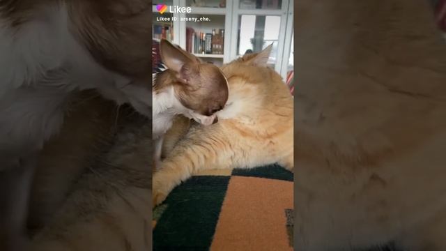 Смотреть видео онлайн