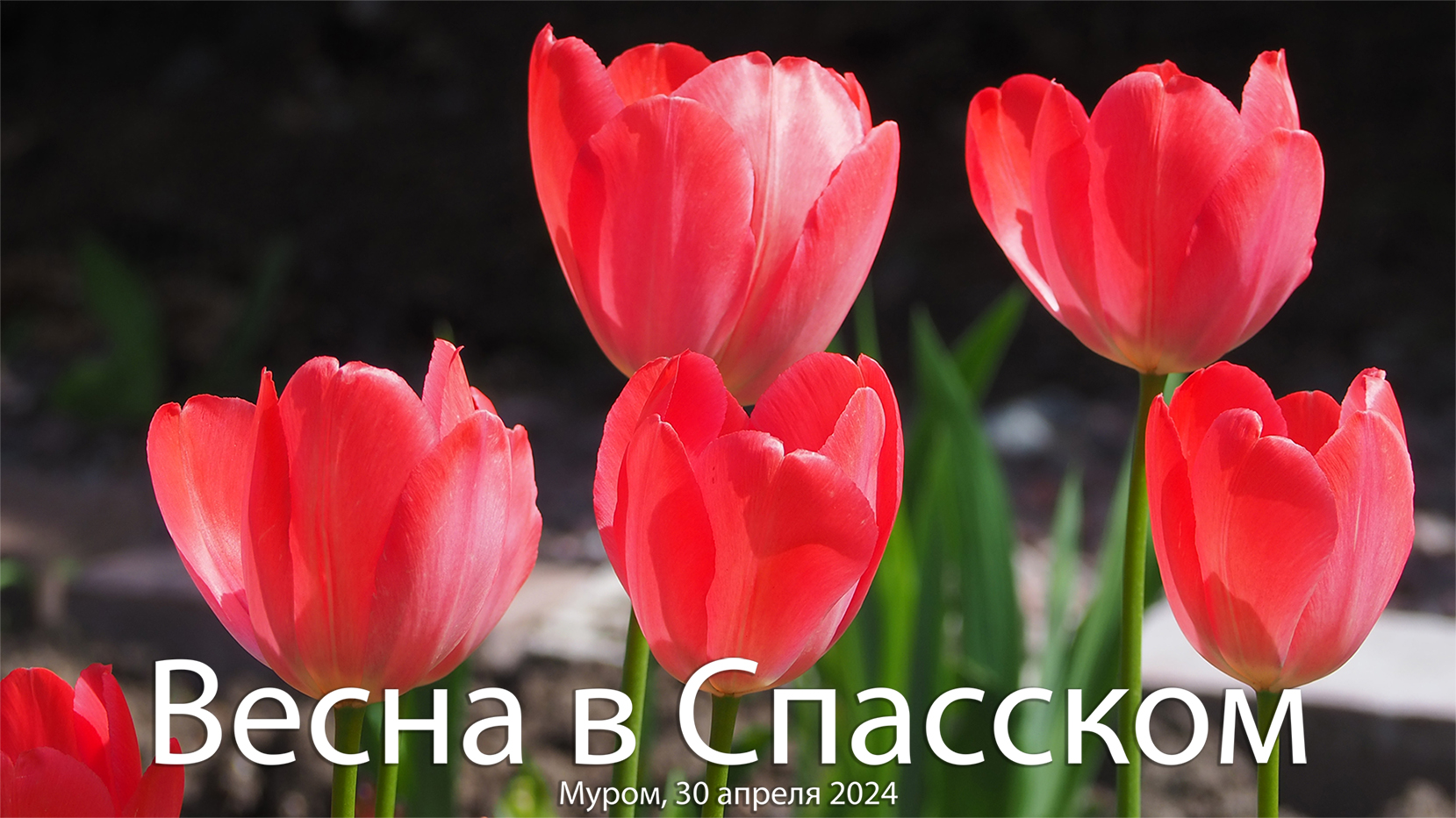Весна в Спасском, Муром, 30 апреля 2024 (Тюльпаны), Spring in Spassky, Murom, April 30, 2024, Tulips