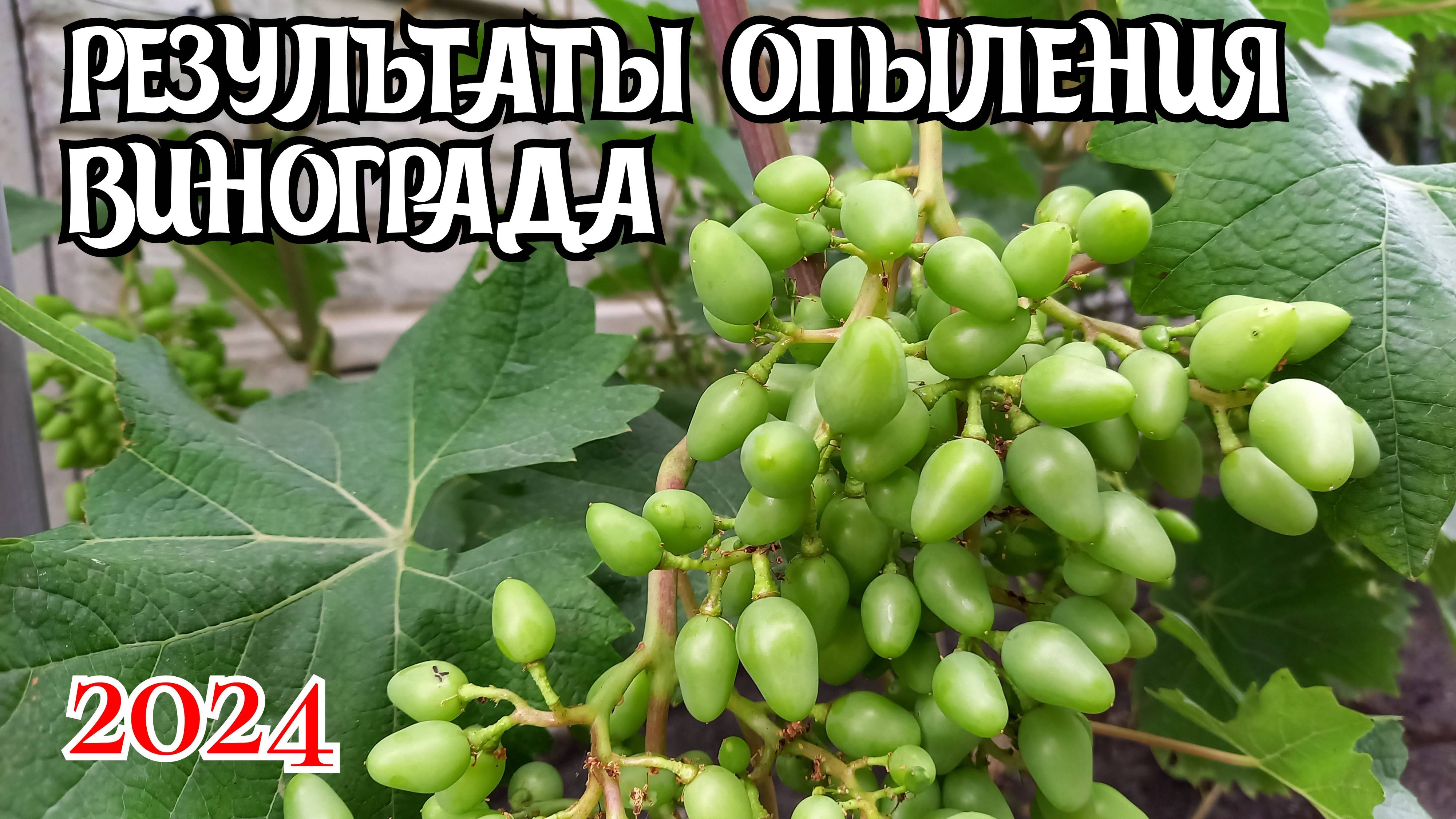 РЕЗУЛЬТАТЫ ОПЫЛЕНИЯ винограда. Донбасс 2024