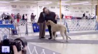 02-27-2016 South Arkansas KC - Irish Wolfhounds