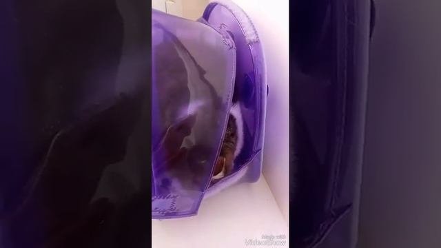 Васька любит бантики!!! Смотреть всем!!