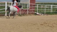 Noodle 4yr old pony bridless