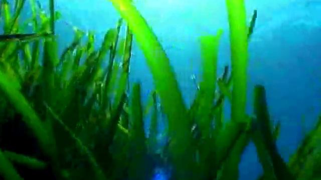 Fous De La Mer - Vue Sur La Mer