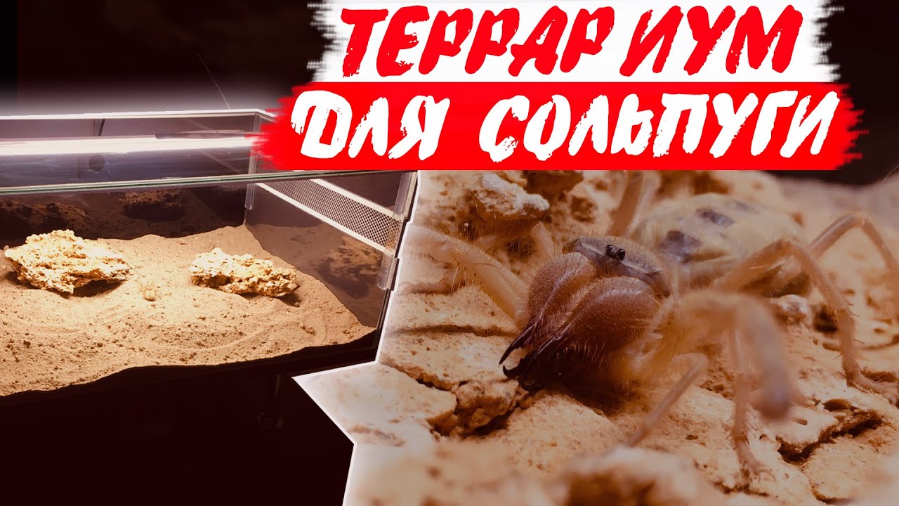 Террариум для сольпуги. Содержание сольпуги. Дзен.mp4