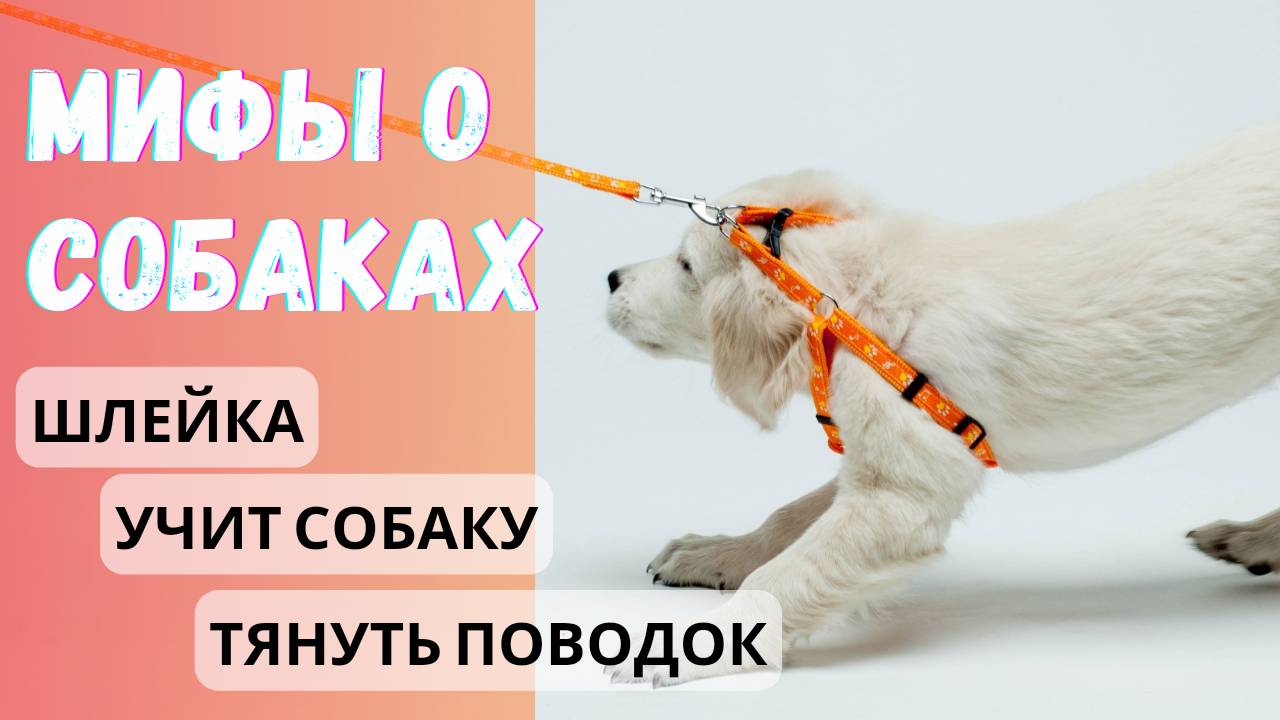 Как отучить собаку тянуть поводок?