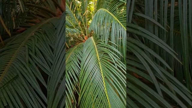 Ставропольский Ботанический сад.