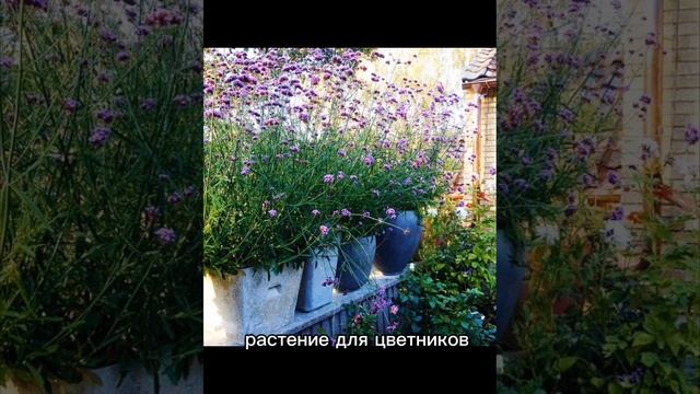 Вербена бонарская - "воздух" для цветников и букетов
