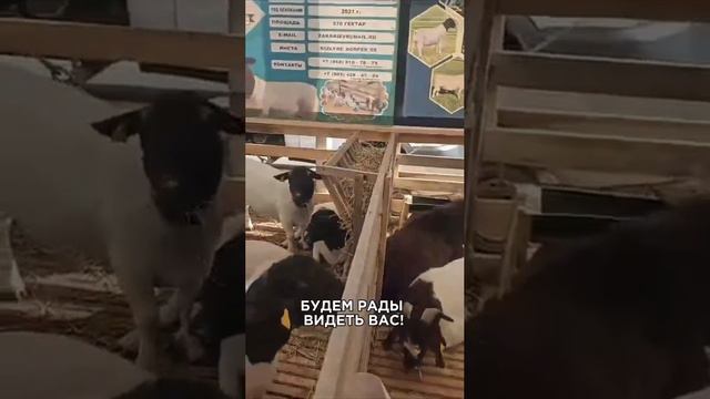 Открытие XXIV Российской выставки племенных овец и коз на «Анжи Арене» в Каспийске.