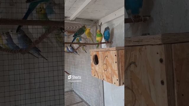 Волнистые попугаи Budgies #reels#birds#shortsvideo#shorts#short#волнистик#волнистыйпопугайчик.mp4