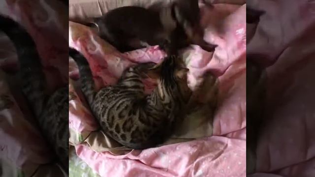 Смешные животные. Игра бенгальской кошки и таксы (Джульетта и Паркер)