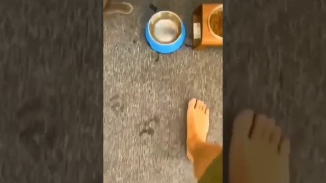 Как проучить кота 