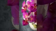 Phal. Liu’s Berry ‘Trinity’ 🍇 Цветение азиатской ароматной мультифлоры - орхидеи бабочки Лиус Бэрри