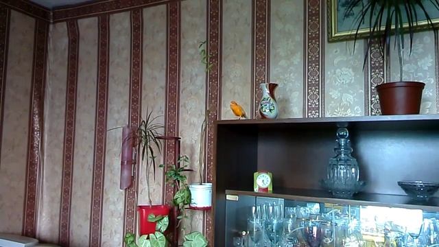 Кенар поёт canary