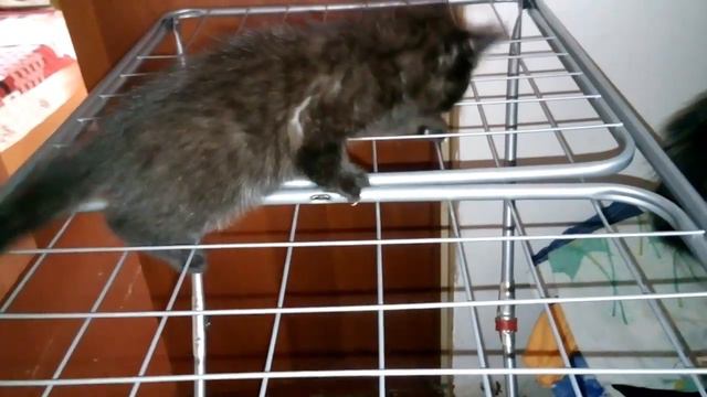 отдам в добрые руки