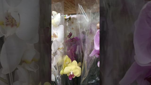 Новая поставка орхидей в Леруа Мерлен Воронеж 17.04.24. #орхидеи #орхидея #цветы #flowers #растения