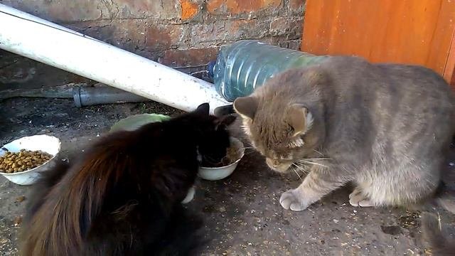 Как кушает галантный кот в присутствии своей кошеч