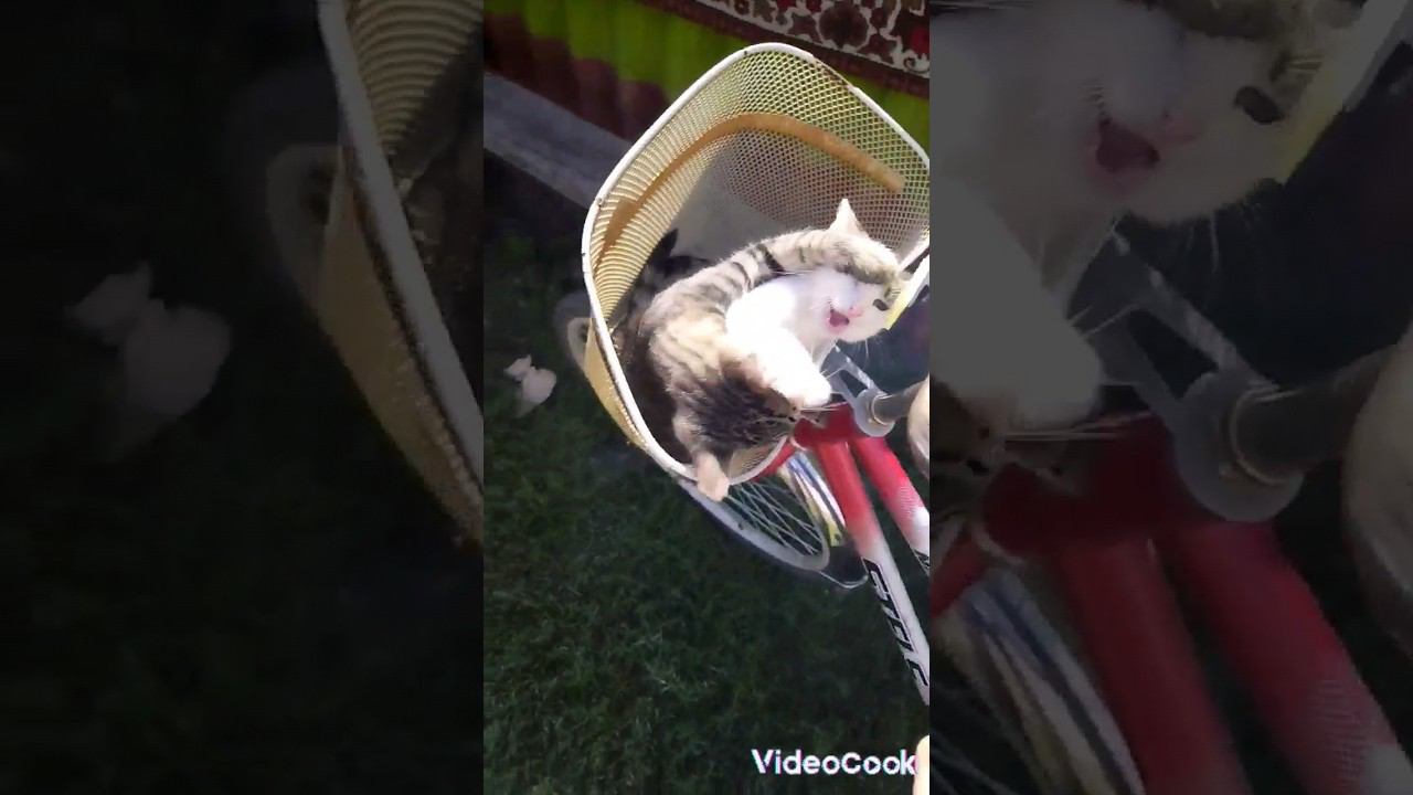 #животное #милашка #котята #милота #велосипед #барсик #милка