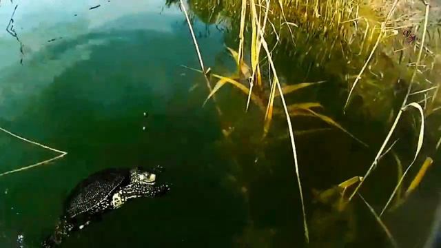 Рыбалка на озере на поплавок, Поклевка черепахи на нарезку живца. Fishing Рыбалка- как вижу её Я