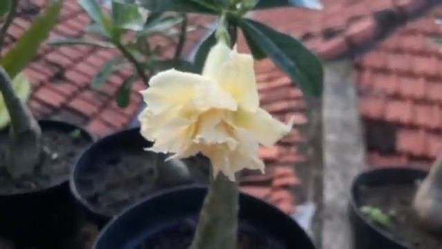 ADENIUM KUNING GOLDEN PHOENIX