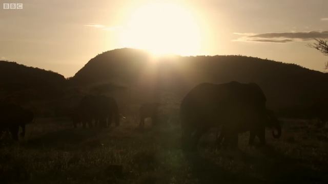 SHOCKING: Poachers Attack Wild Elephant in Kenya | This Wild Life | BBC Earth