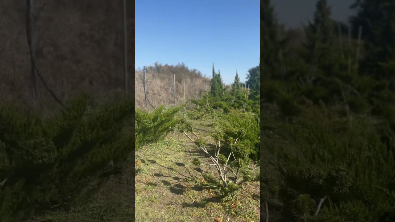 Бонсай тис Репанденс (Всего два года формировки☝️)   Питомник «Ферма. Топиарий&Бонсаи» #тис #ниваки