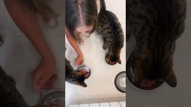 Покажи натуральное питание для кошек SUPERPET — видео-распаковка и отзыв от Юлии и ее питомцев