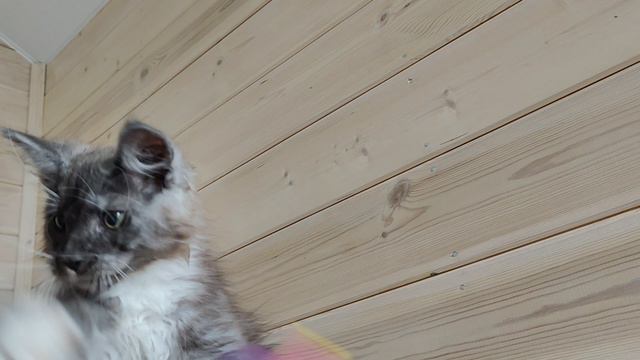 VID20240611161528.mp4