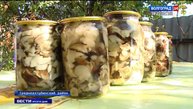 Медики напоминают об опасности отравления грибами