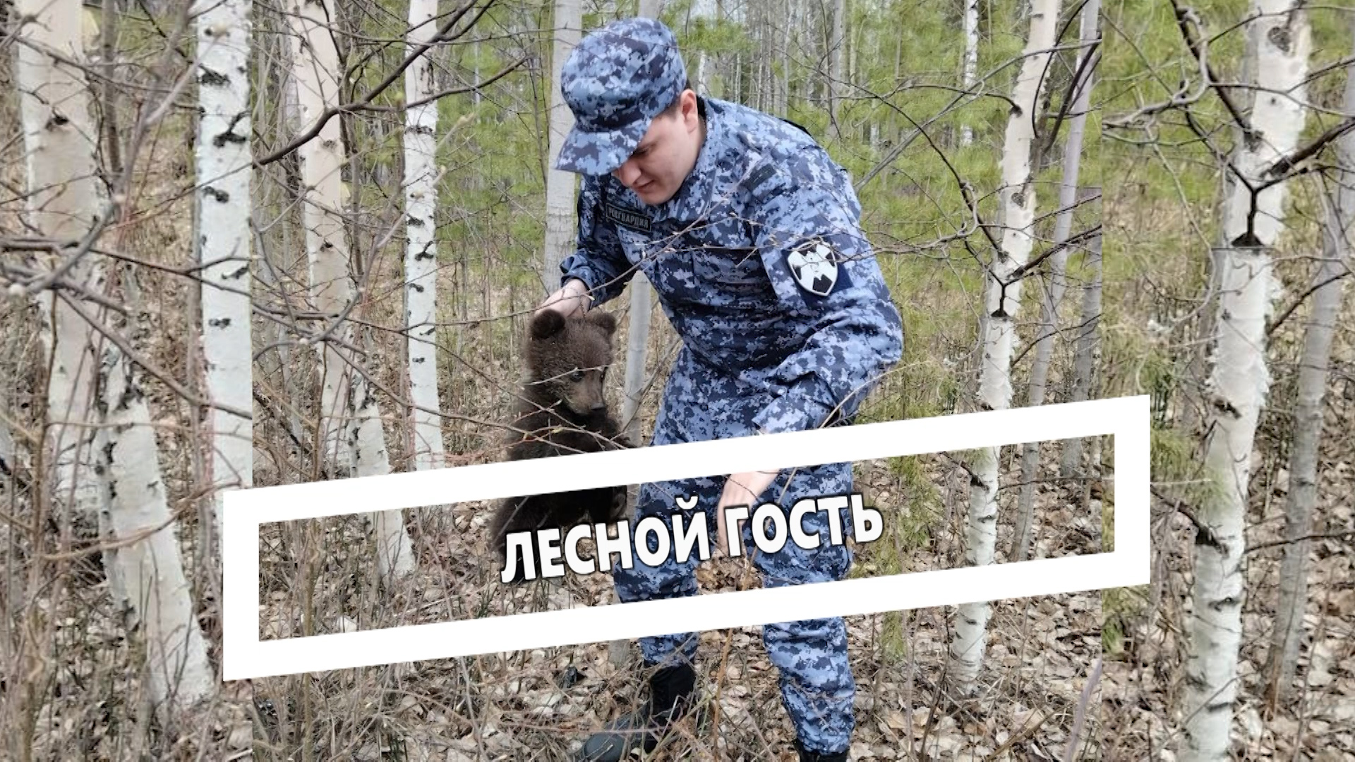 Лесной гость