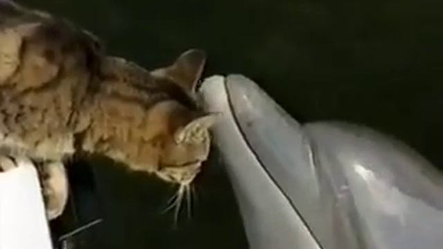 ВОТ - ТАКАЯ ДРУЖБА,ДЕЛЬФИНЫ И КОТ :)