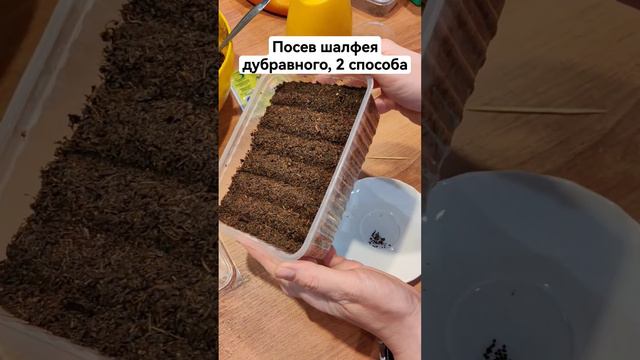 Посев шалфея дубравного Нью Дайменшен Блю. Шалфей дубравный выращивание из семян.