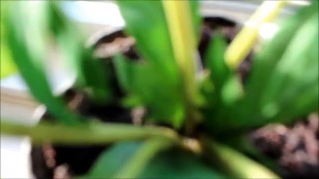 Video testing Canon T4i with lens kit 18-55mm "Lonely Flower"