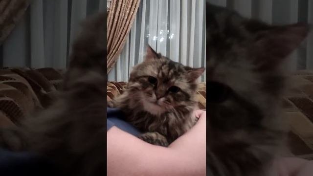 Котик Босс стал улыбаться