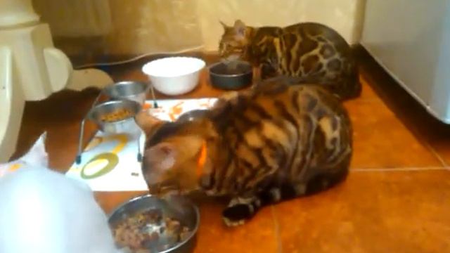 Бенгальские коты