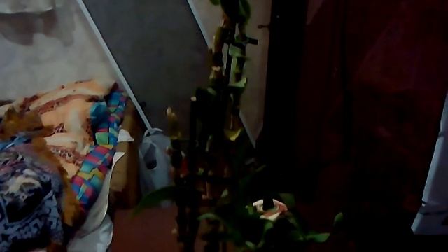 indoor bamboo комнатный бамбук