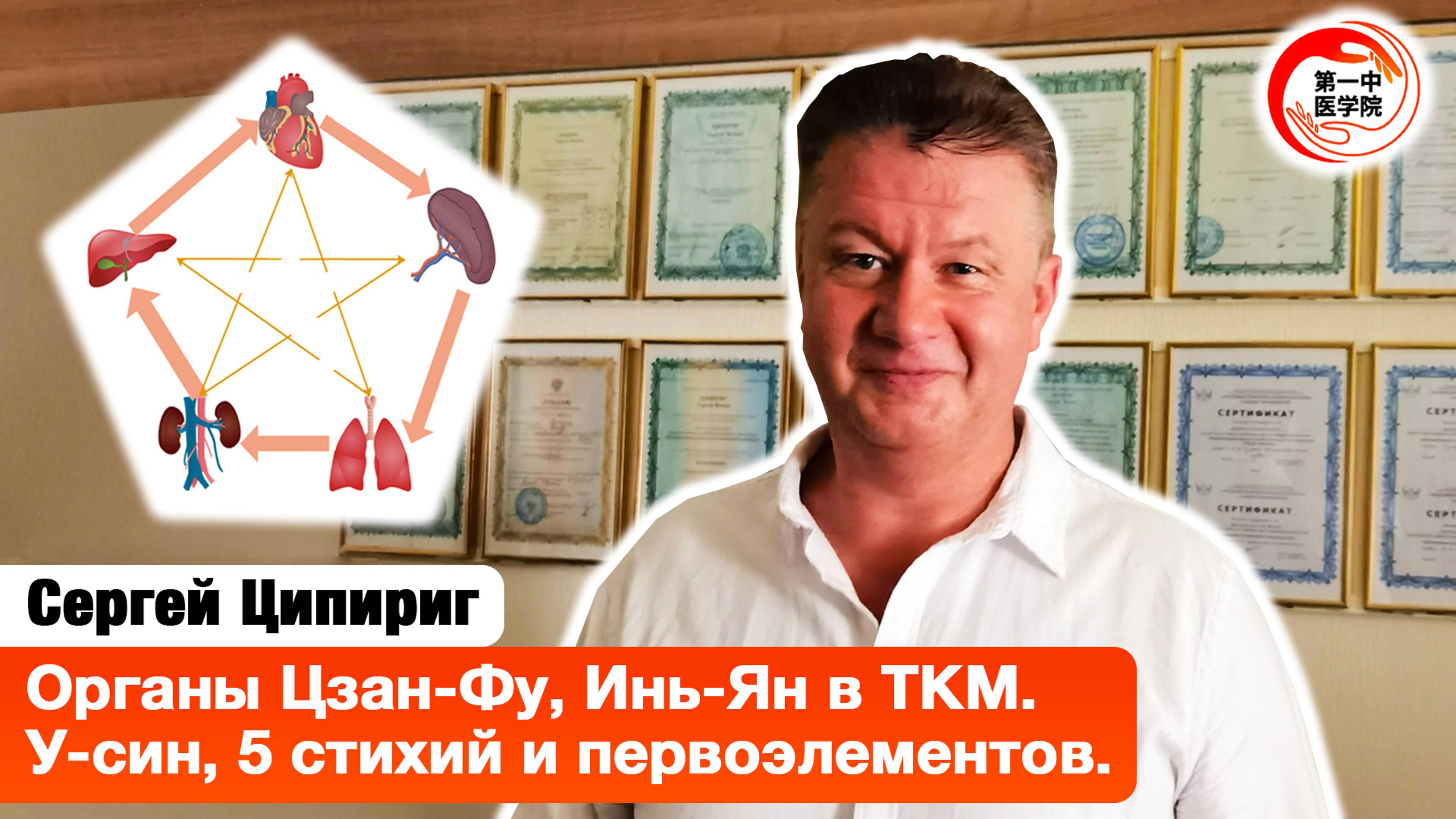 Органы Цзан-Фу, Инь-Ян. У-син 5 стихий в ТКМ