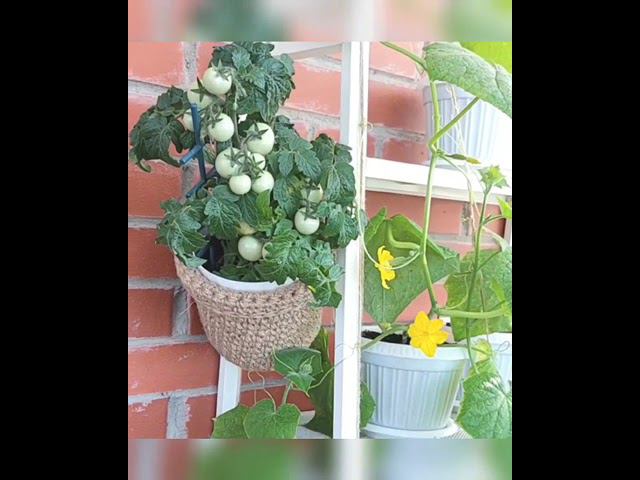 Garden decorating Wall plant hanger