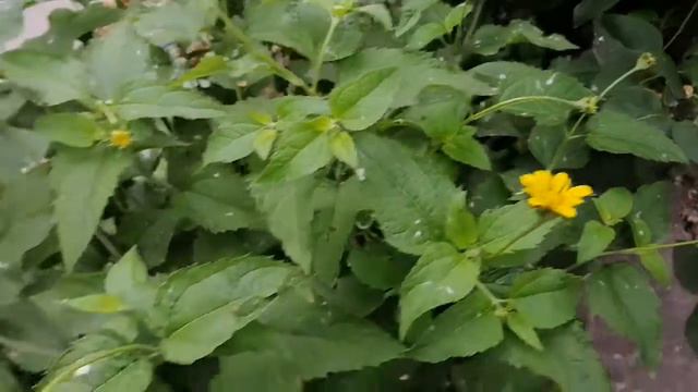Пчела собирает нектар с цветов!/Bee is flying and eating
