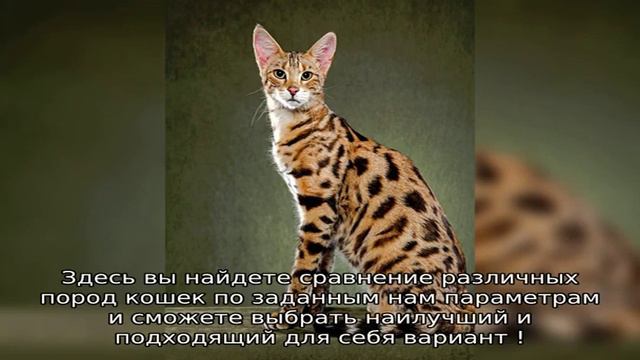 Рейтинги пород кошек