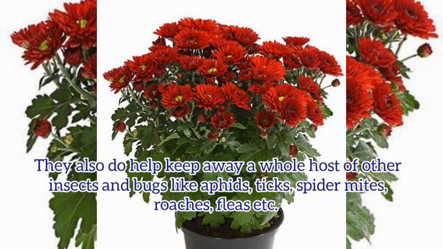 Top 7 Mosquito  repellent plants for your home.