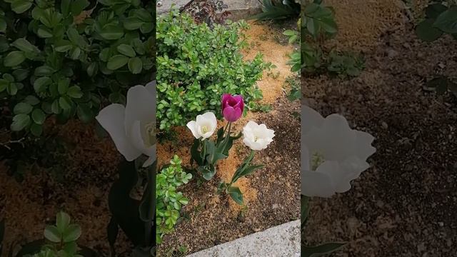 Тюльпаны- сказочное счастье