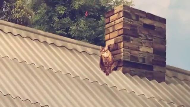 Шифер. Главное, что есть крыша над головой