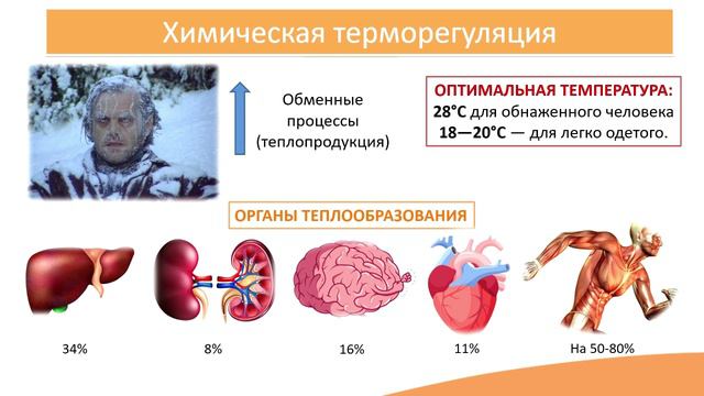 13.1. Типовые защитно-приспособительные процессы. Нарушения терморегуляции