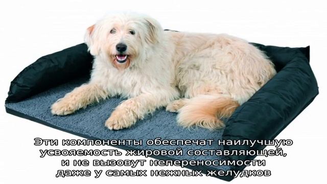 Корм для собак Форца (Forza 10)