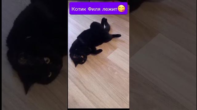 Котик Филюша отдыхает