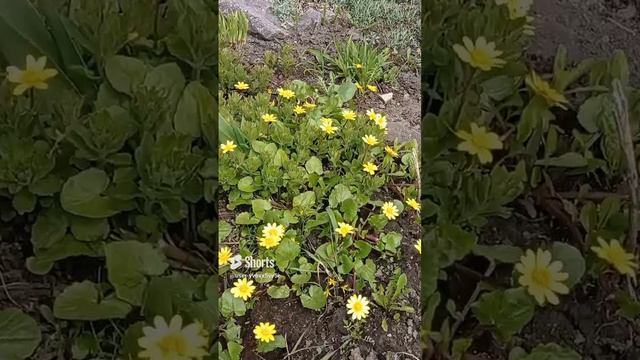 Деревце Пендула  и  клумба с  весенними цветами