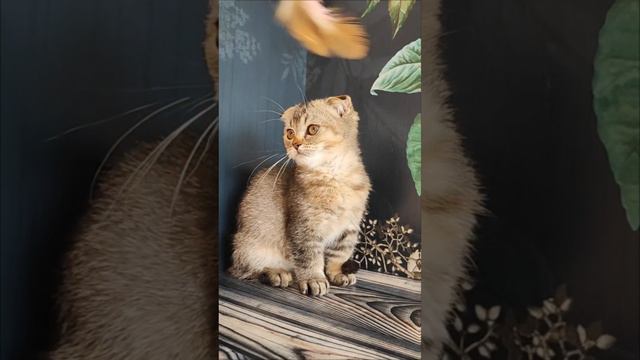 1000244958.mp4