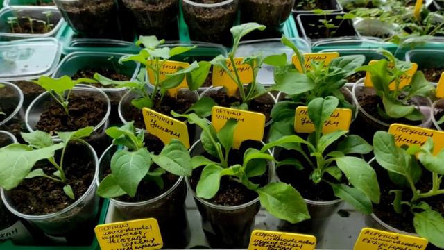 ОБЗОР ВСЕЙ МОЕЙ РАССАДЫ 🍅🥦🌶 КАПУСТА 🥬 на ТУАЛЕТНОЙ БУМАГЕ 🧻